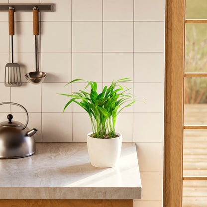 Areca Palm Indoor Tree