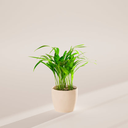 Areca Palm Indoor Tree