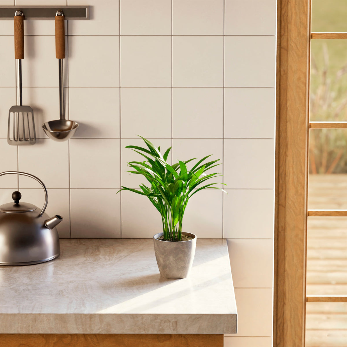 Areca Palm Indoor Tree