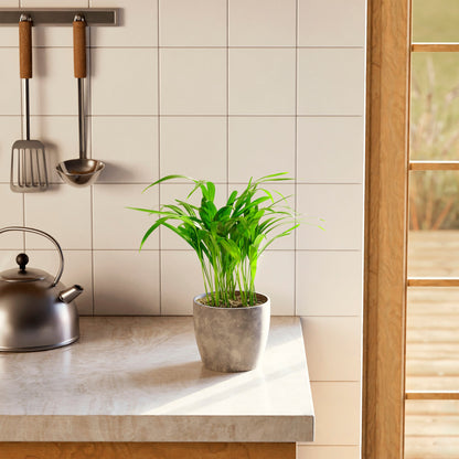 Areca Palm Indoor Tree