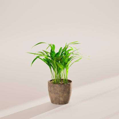 Areca Palm Indoor Tree