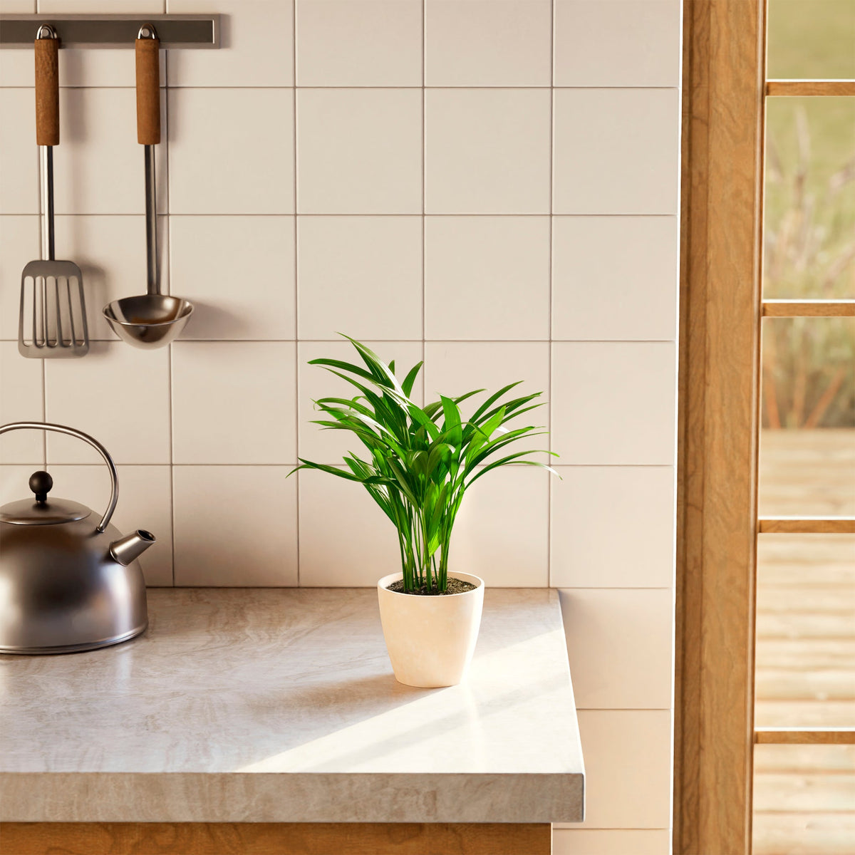 Areca Palm Indoor Tree