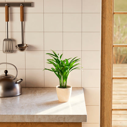 Areca Palm Indoor Tree