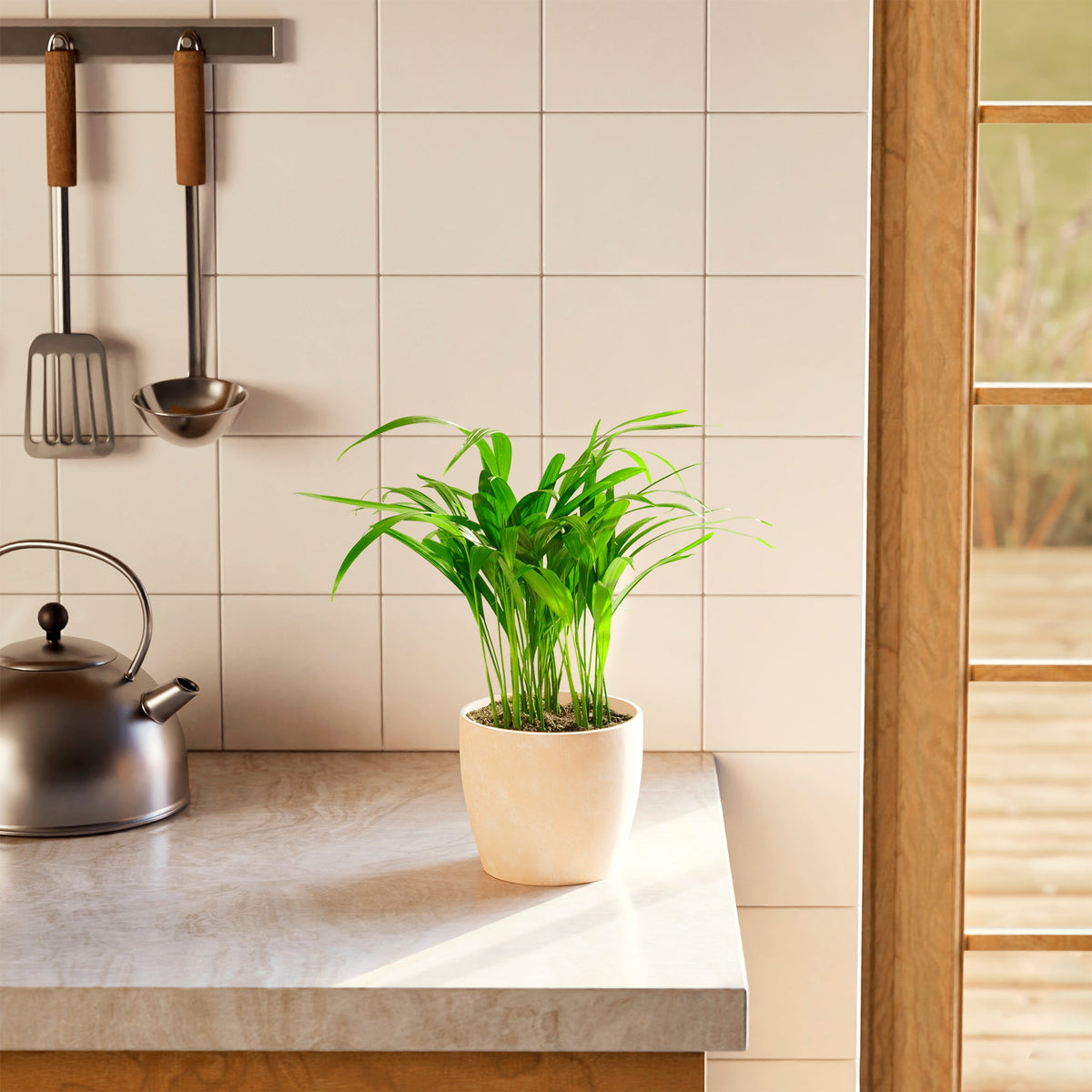 Areca Palm Indoor Tree