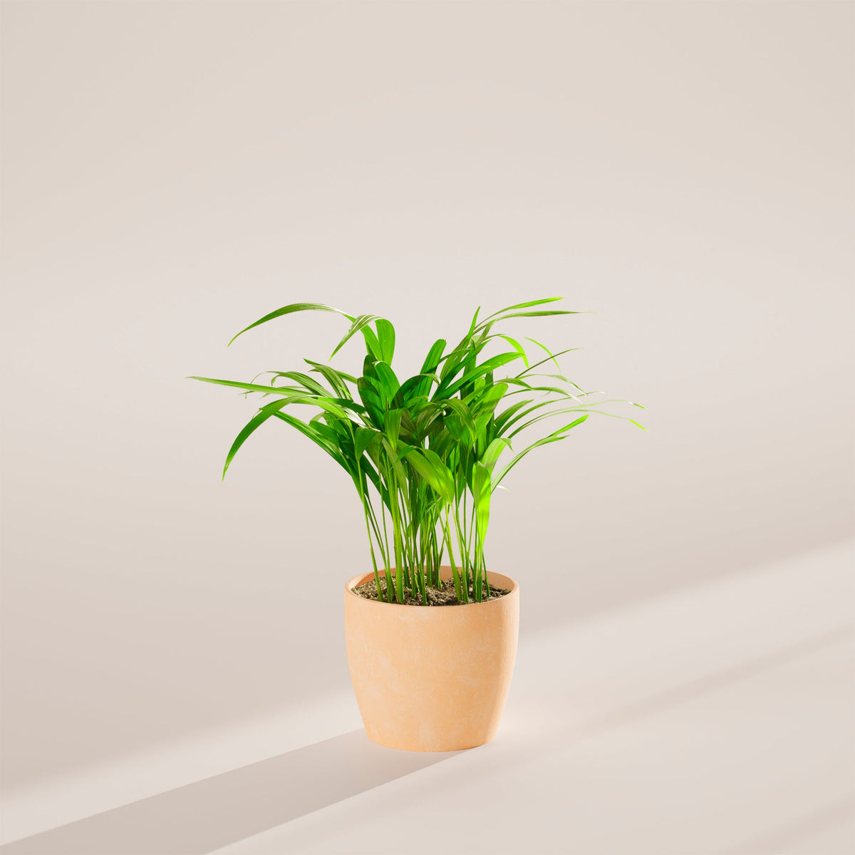 Areca Palm Indoor Tree