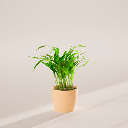 Areca Palm Indoor Tree