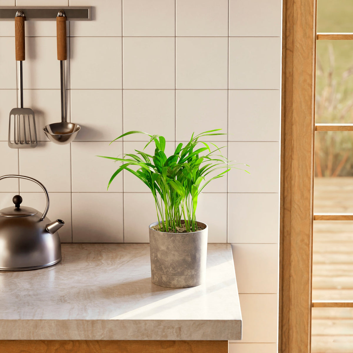 Areca Palm Indoor Tree