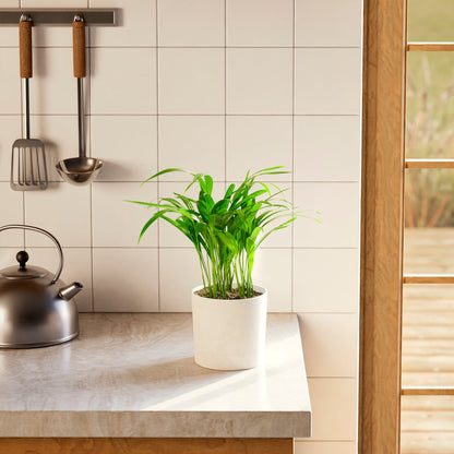 Areca Palm Indoor Tree