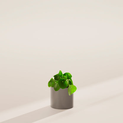 Chinese Money Plant (Pilea Peperomioides)