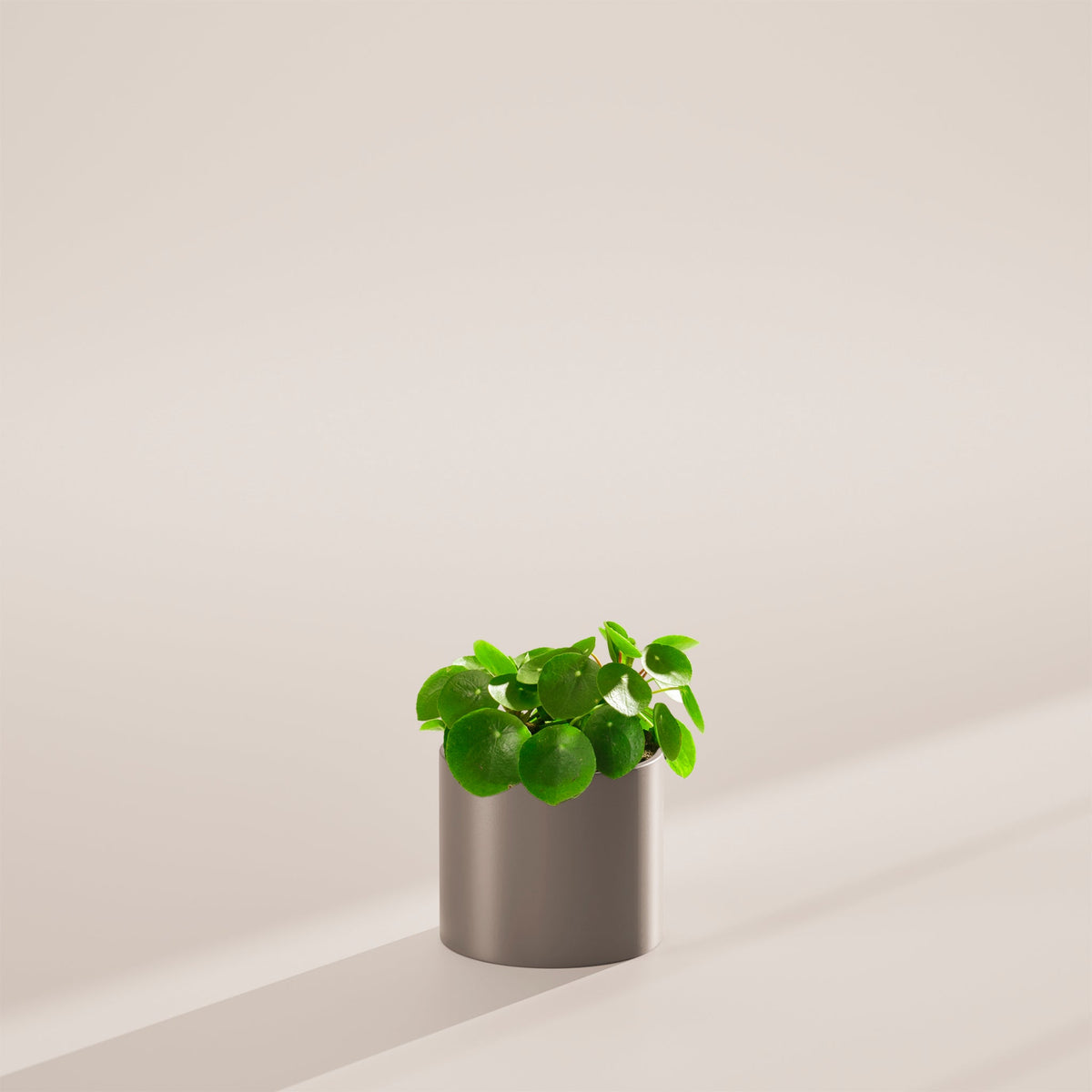Chinese Money Plant (Pilea Peperomioides)