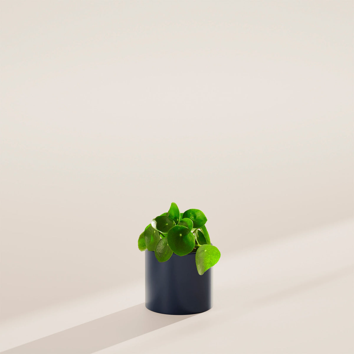 Chinese Money Plant (Pilea Peperomioides)