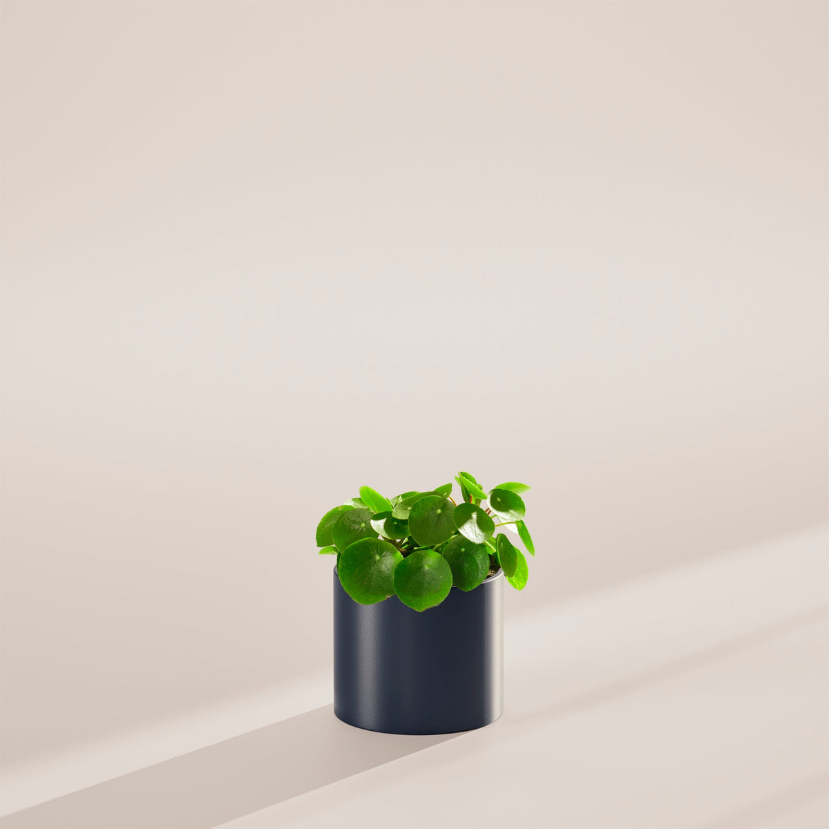 Chinese Money Plant (Pilea Peperomioides)