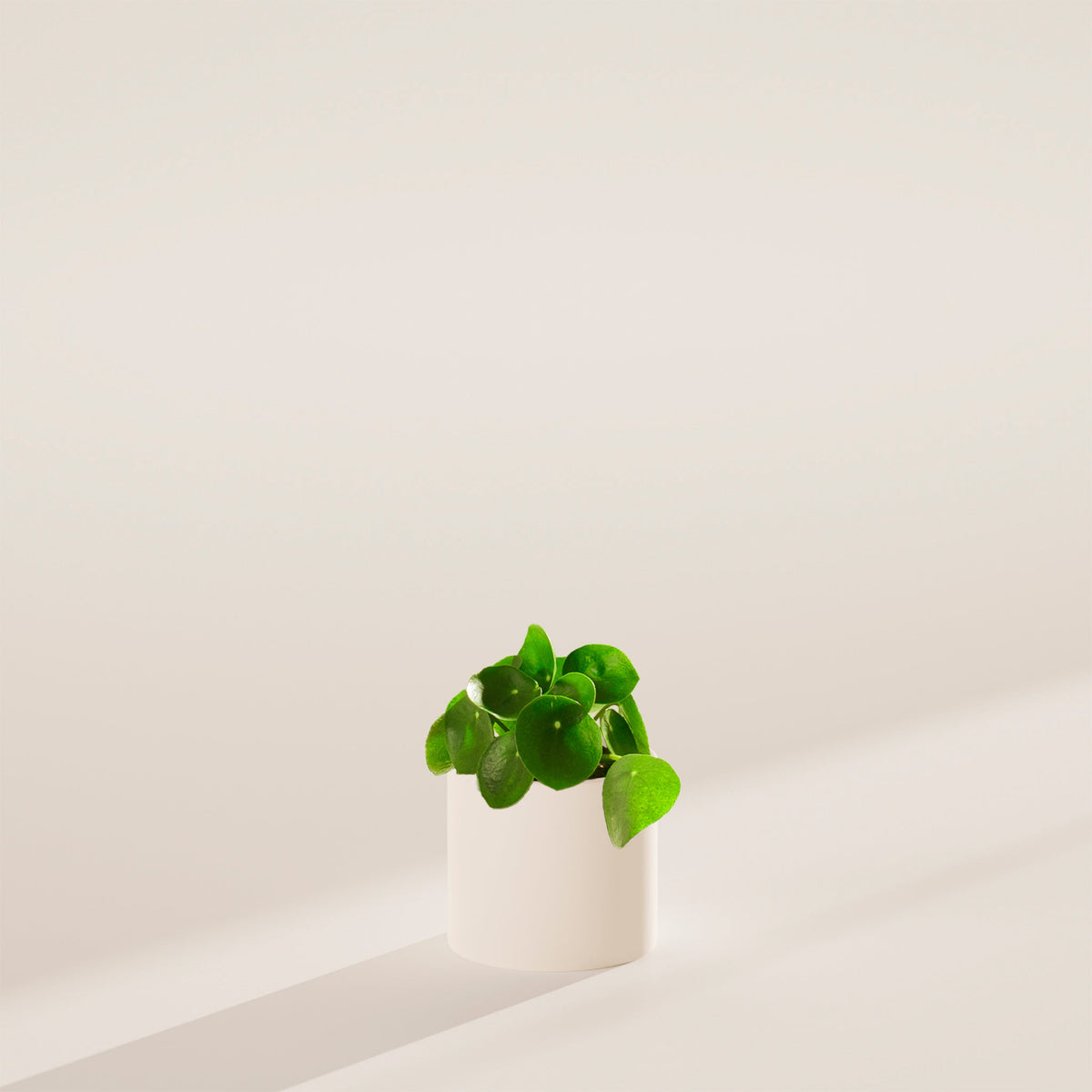 Chinese Money Plant (Pilea Peperomioides)