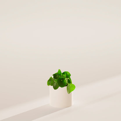Chinese Money Plant (Pilea Peperomioides)