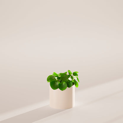 Chinese Money Plant (Pilea Peperomioides)
