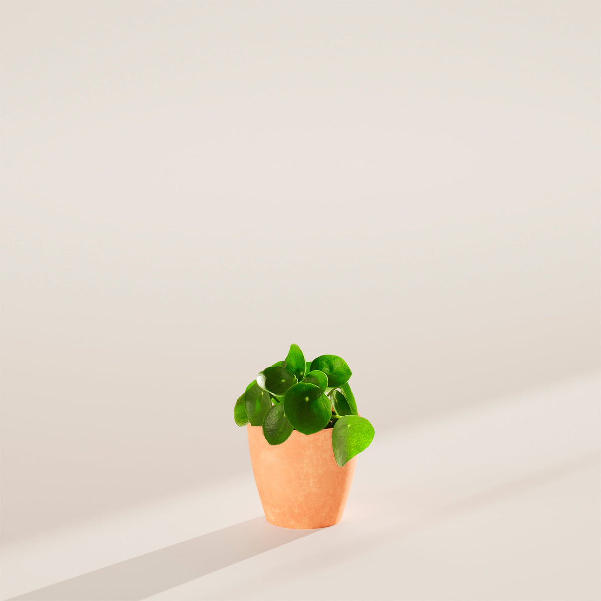 Chinese Money Plant (Pilea Peperomioides)