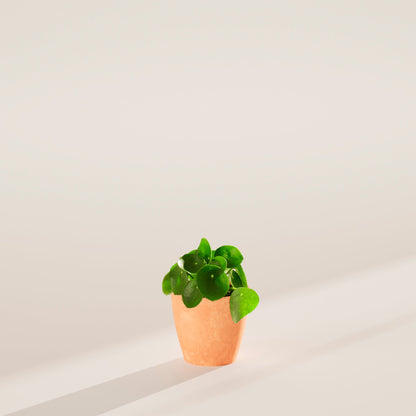 Chinese Money Plant (Pilea Peperomioides)