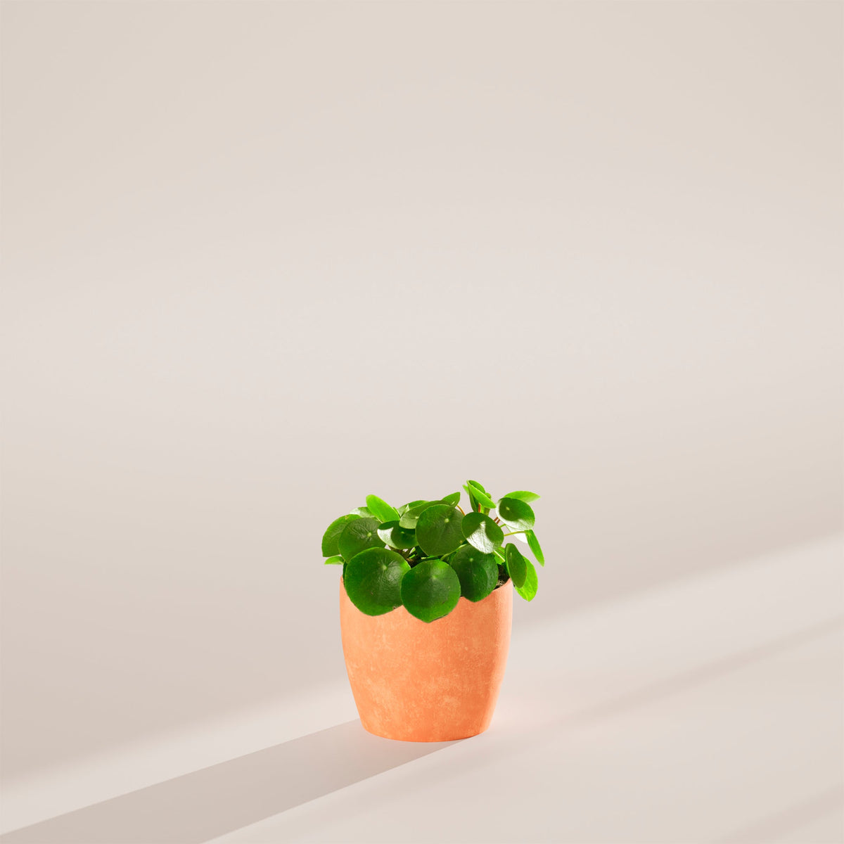 Chinese Money Plant (Pilea Peperomioides)