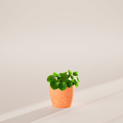 Chinese Money Plant (Pilea Peperomioides)
