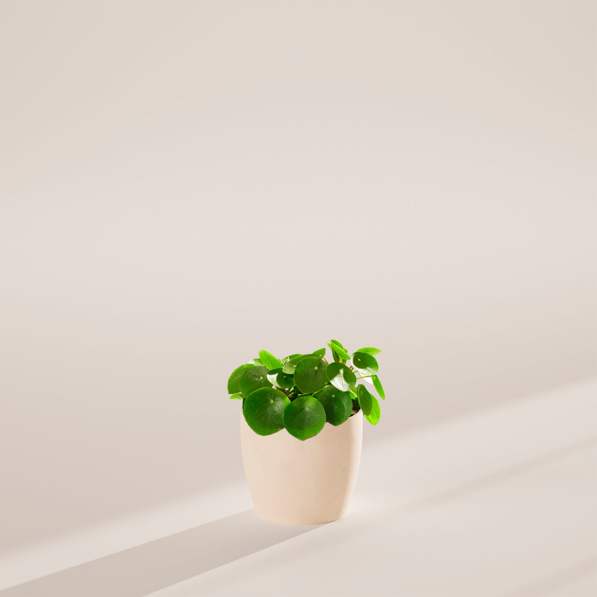 Chinese Money Plant (Pilea Peperomioides)