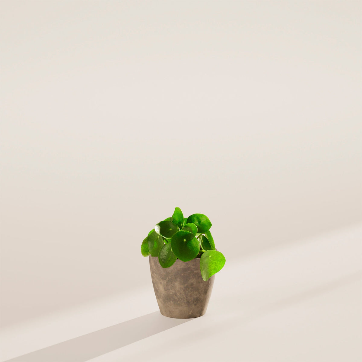 Chinese Money Plant (Pilea Peperomioides)