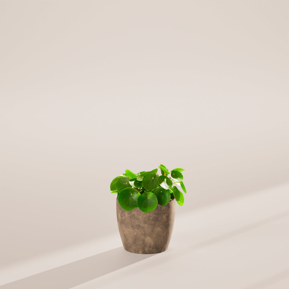 Chinese Money Plant (Pilea Peperomioides)