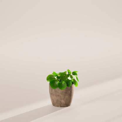 Chinese Money Plant (Pilea Peperomioides)