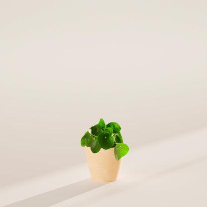 Chinese Money Plant (Pilea Peperomioides)