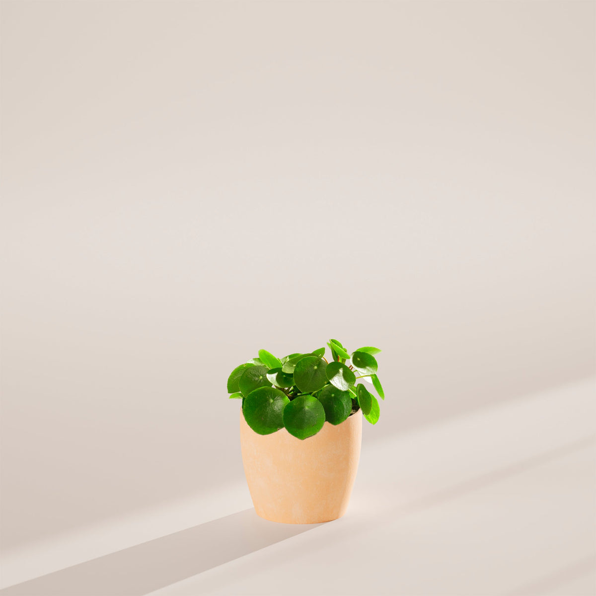 Chinese Money Plant (Pilea Peperomioides)