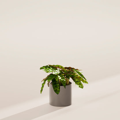 Calathea Rattlesnake