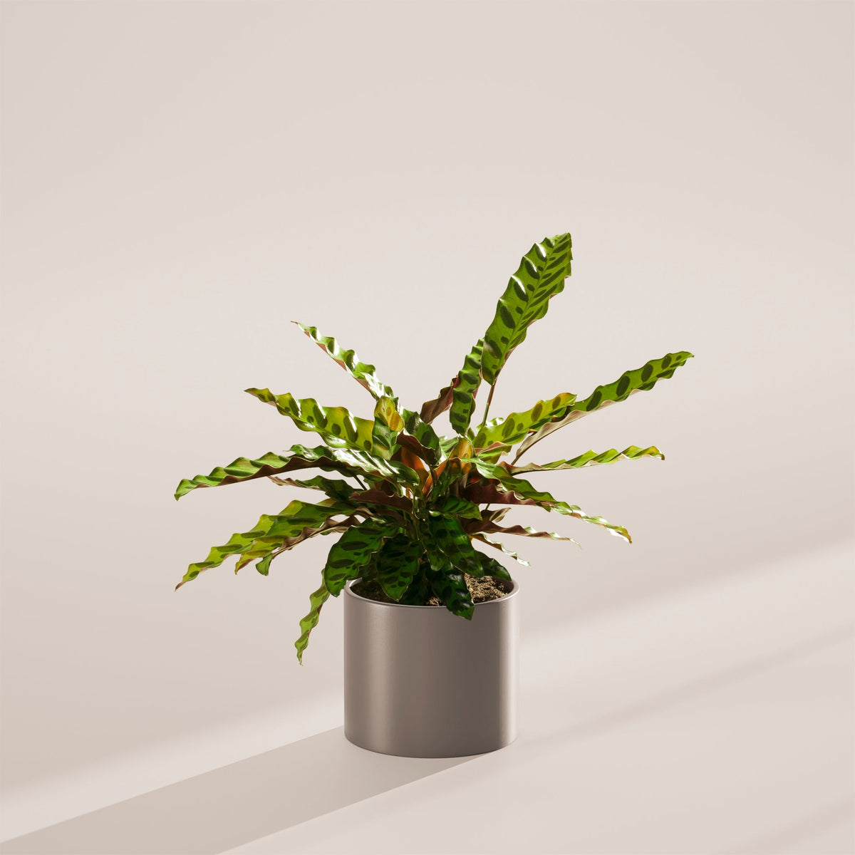 Calathea Rattlesnake