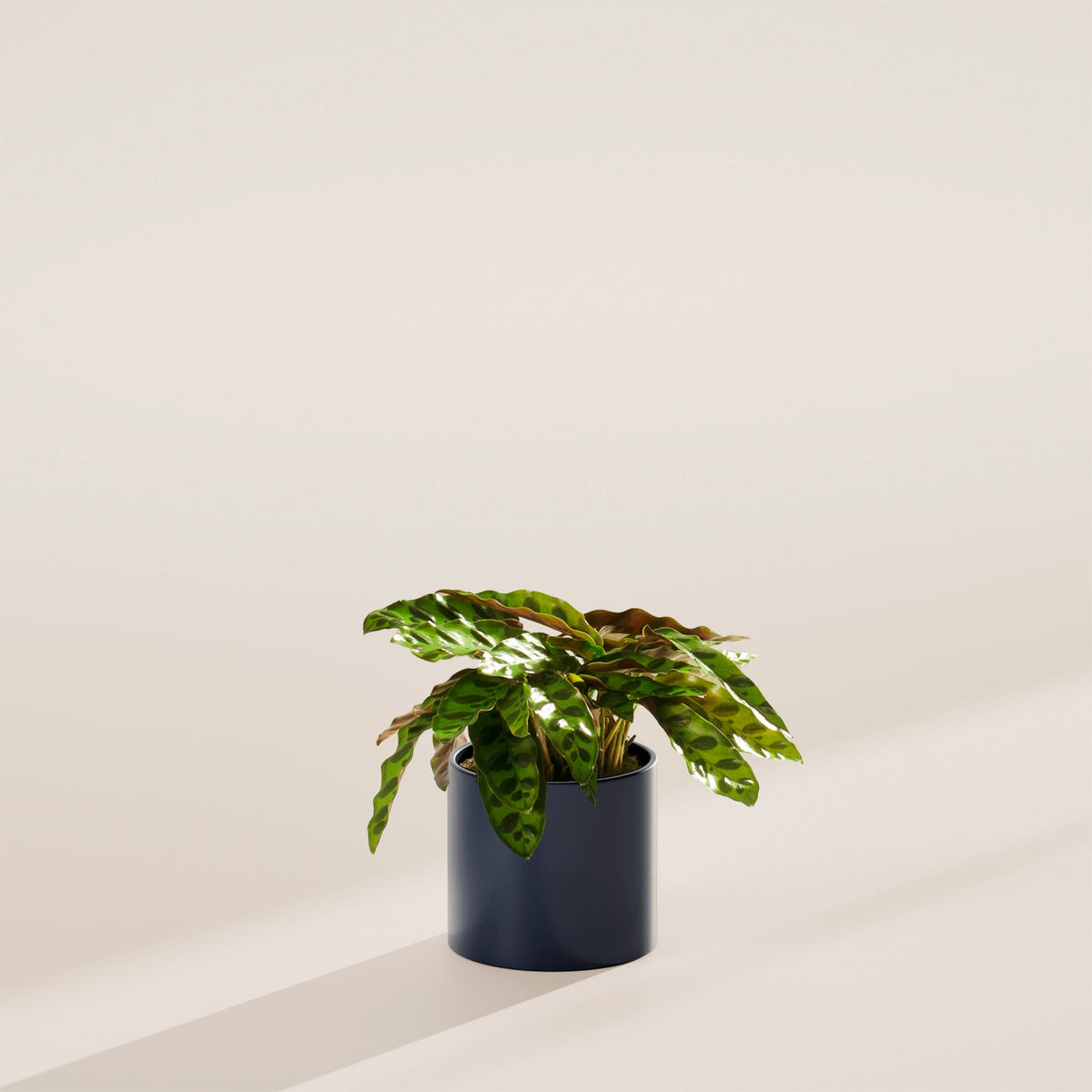 Calathea Rattlesnake