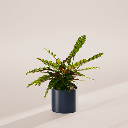 Calathea Rattlesnake