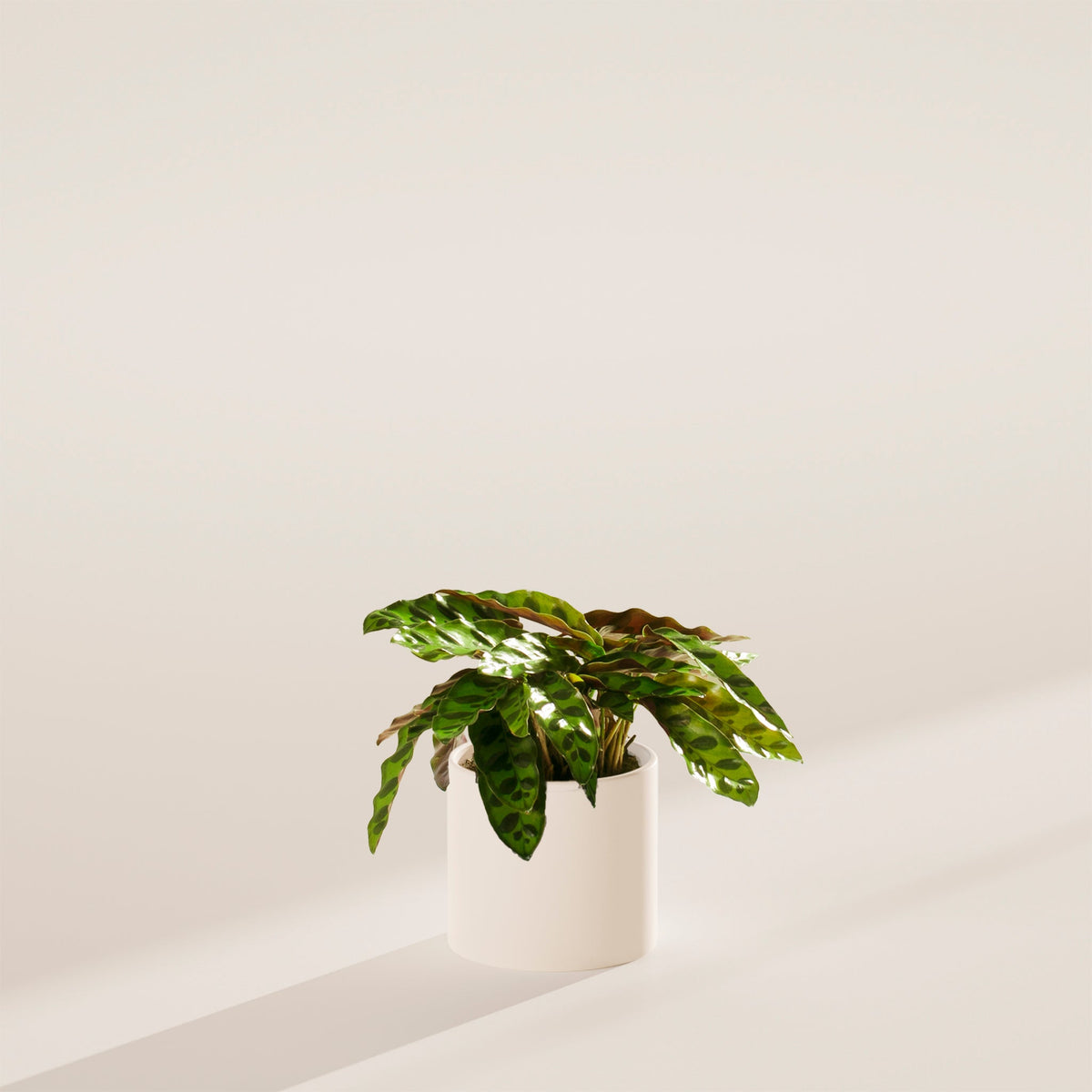 Calathea Rattlesnake