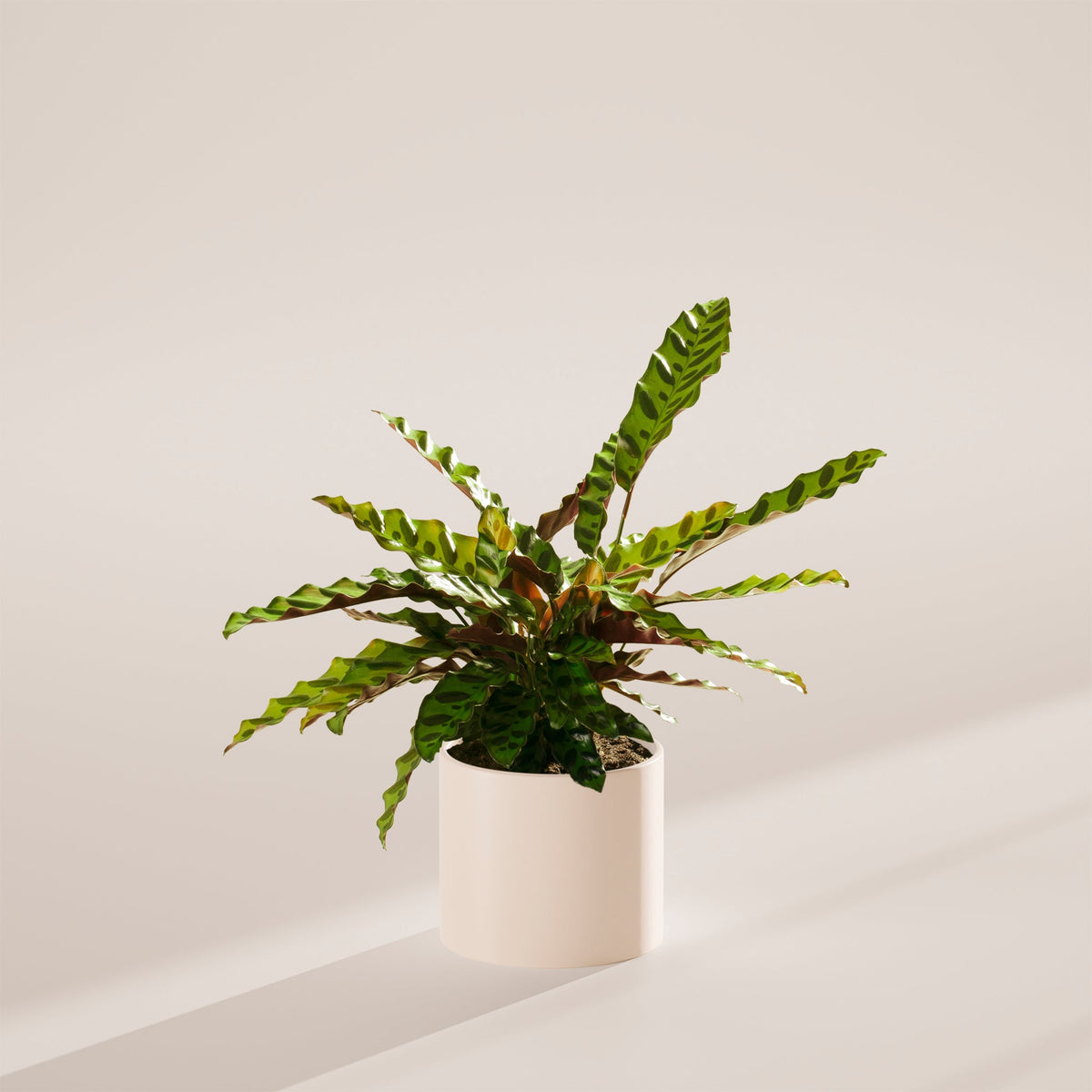 Calathea Rattlesnake