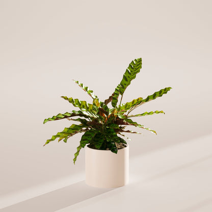Calathea Rattlesnake