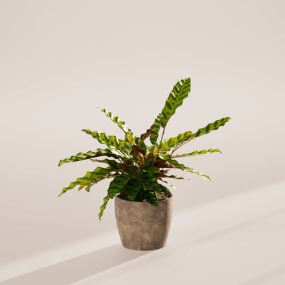 Calathea Rattlesnake