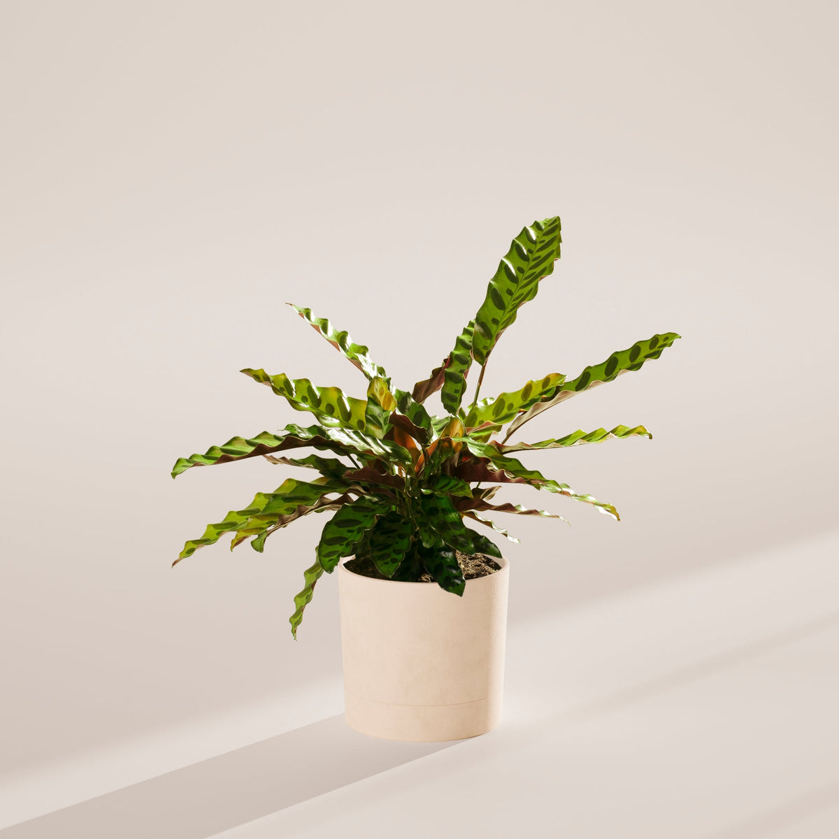 Calathea Rattlesnake