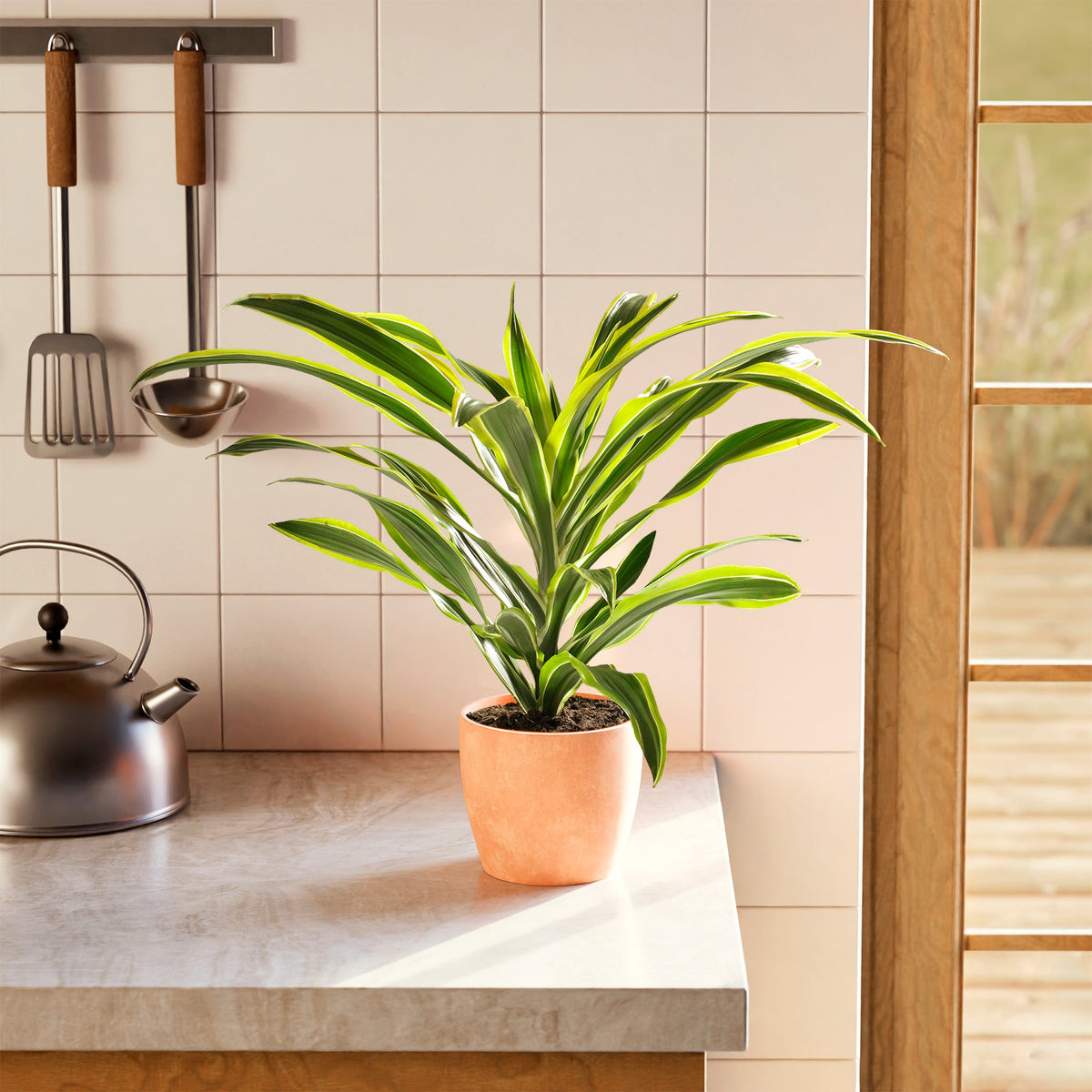 Dracaena Lemon Lime