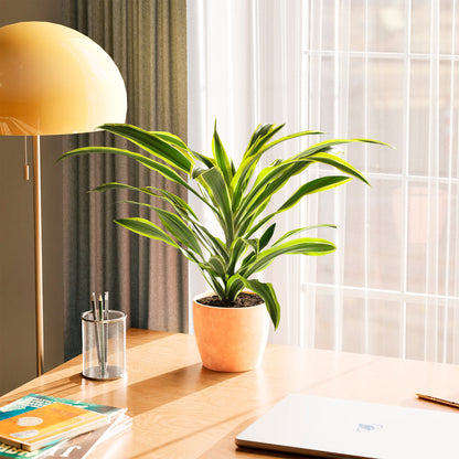 Dracaena Lemon Lime