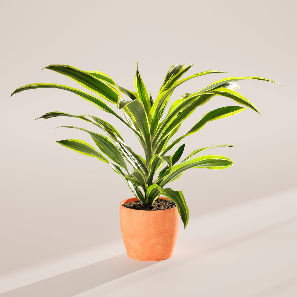 Dracaena Lemon Lime