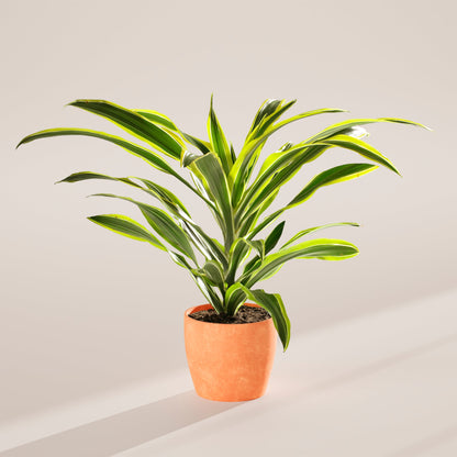 Dracaena Lemon Lime