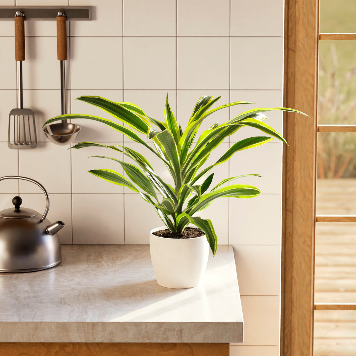 Dracaena Lemon Lime