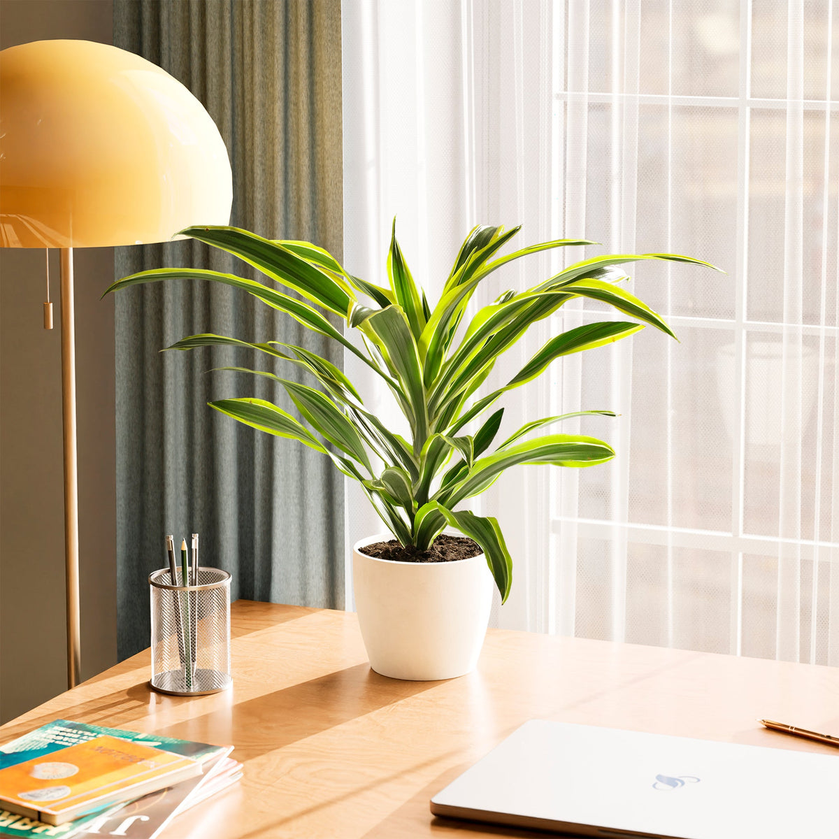 Dracaena Lemon Lime