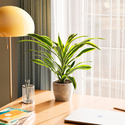 Dracaena Lemon Lime