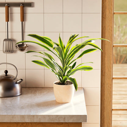 Dracaena Lemon Lime