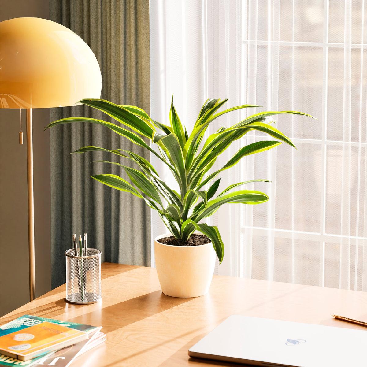 Dracaena Lemon Lime