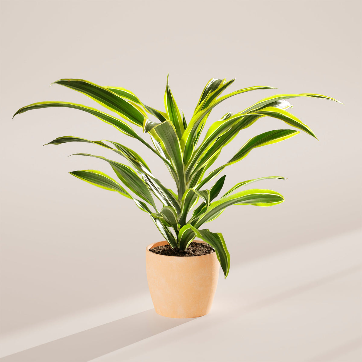 Dracaena Lemon Lime
