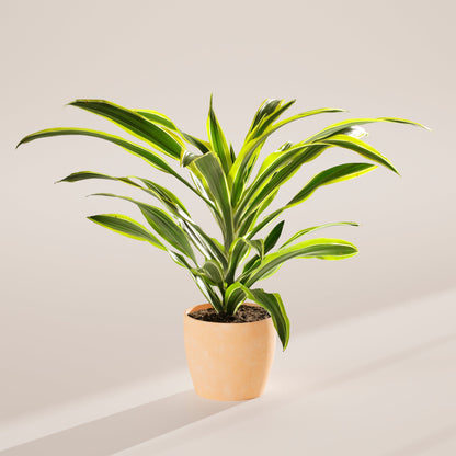Dracaena Lemon Lime