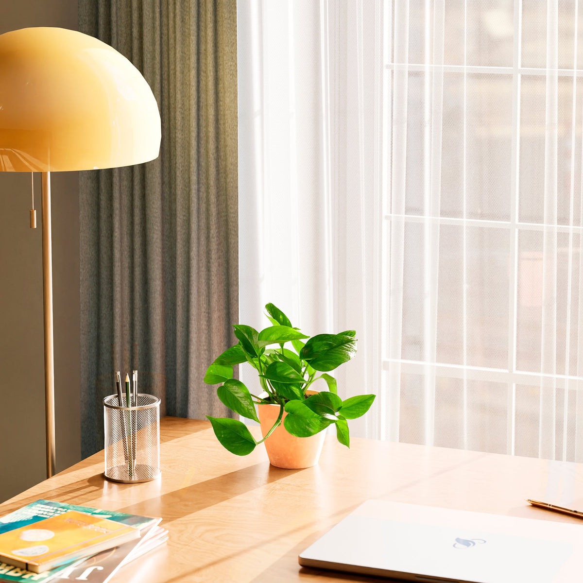 Golden Pothos Plant